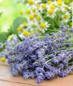 A Bloom of Calm - Lavender Chamomile Blend